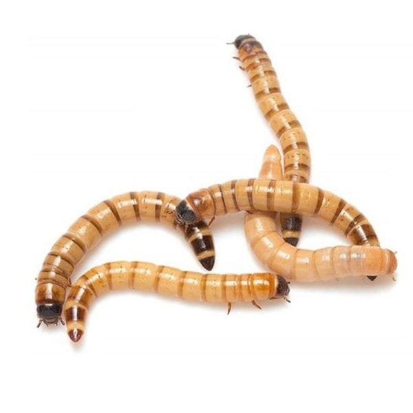 Critters and Bugs Mealworms, Superworms, Frass