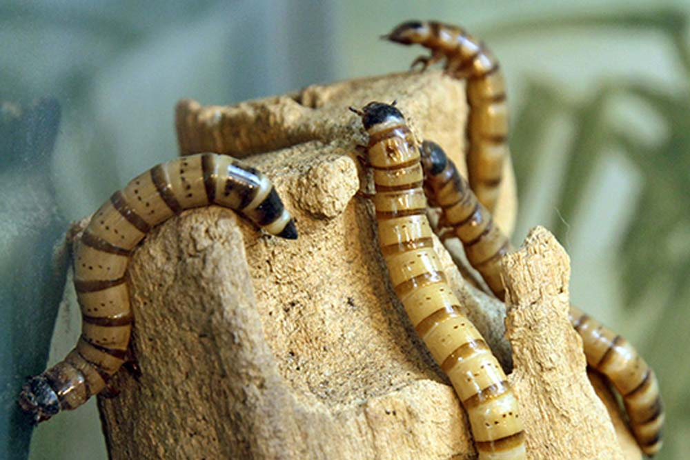 Critters and Bugs Mealworms, Superworms, Frass