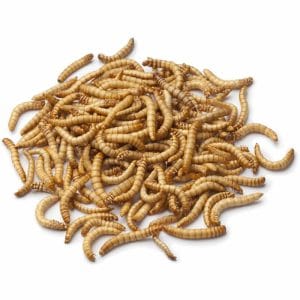 Mealworms